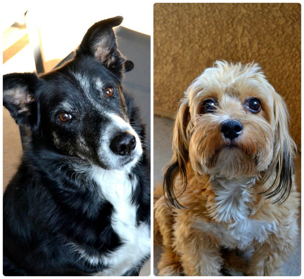 photo of author's dogs