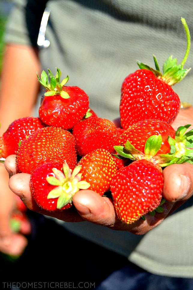 Photo of a farmer holding a handful of fresh strawberries