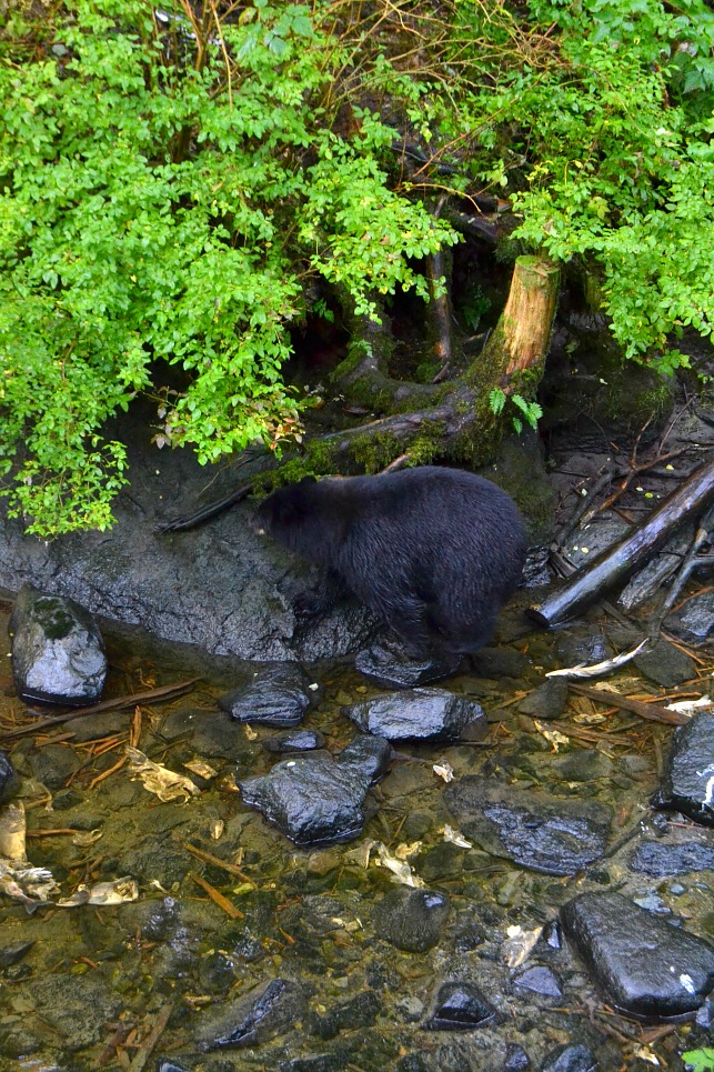 black bear standing on rock