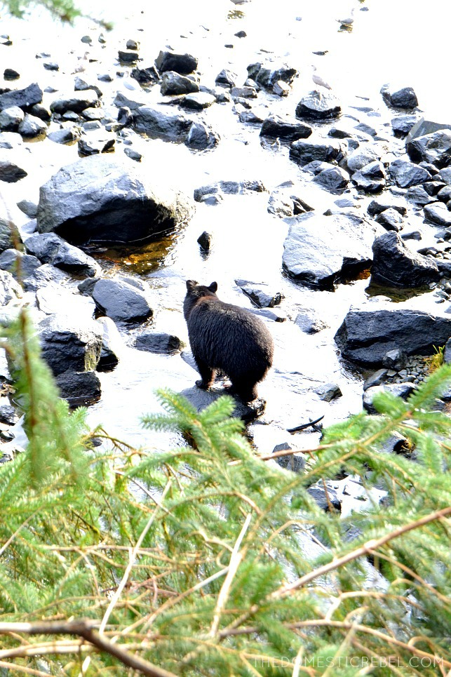 black bear walking on rocks