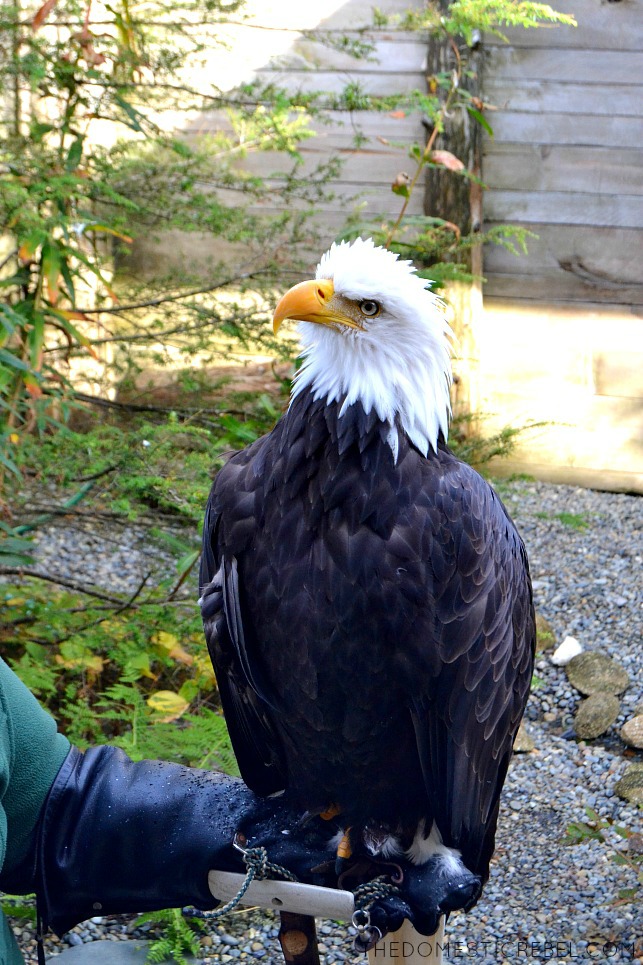 Sitka the Bald Eagle at the Alaska Wildlife Sanctuary