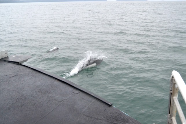 Whale watching in Juneau, AK