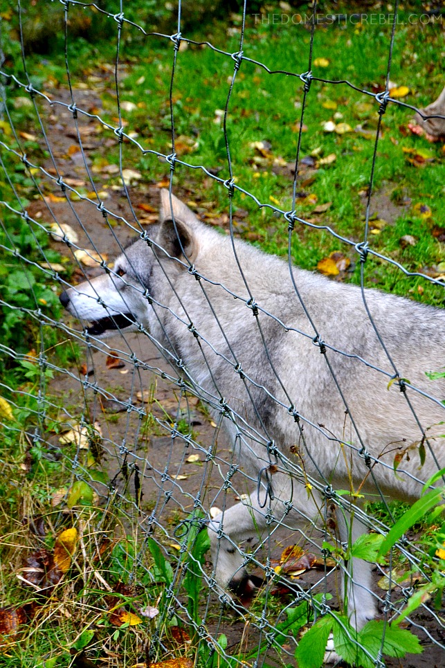wolf at a chain link fence