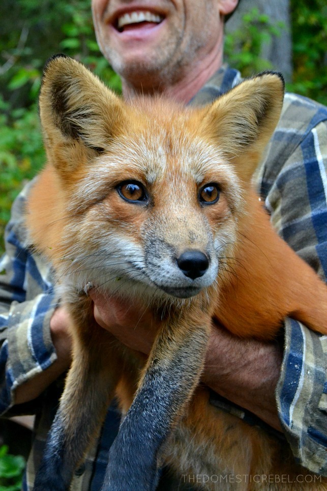 red fox being held by a man