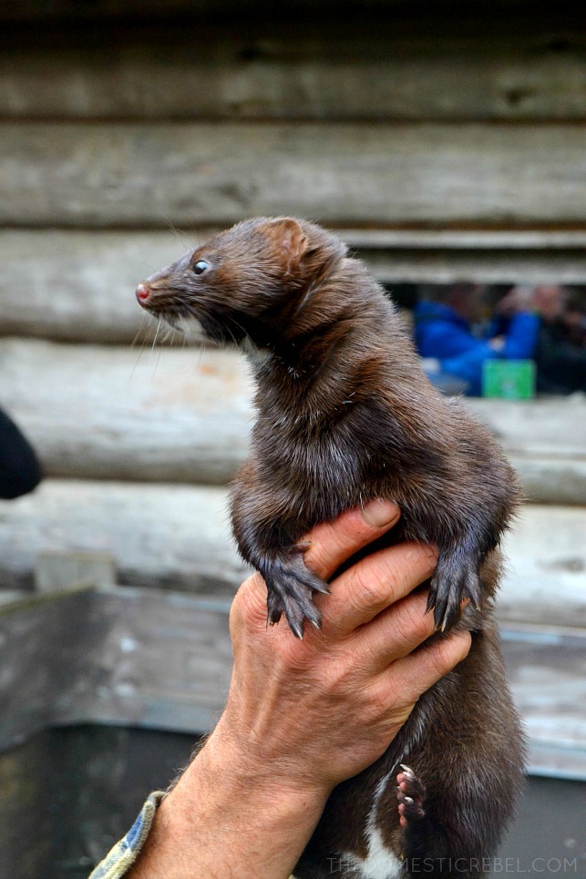 a mink being held 