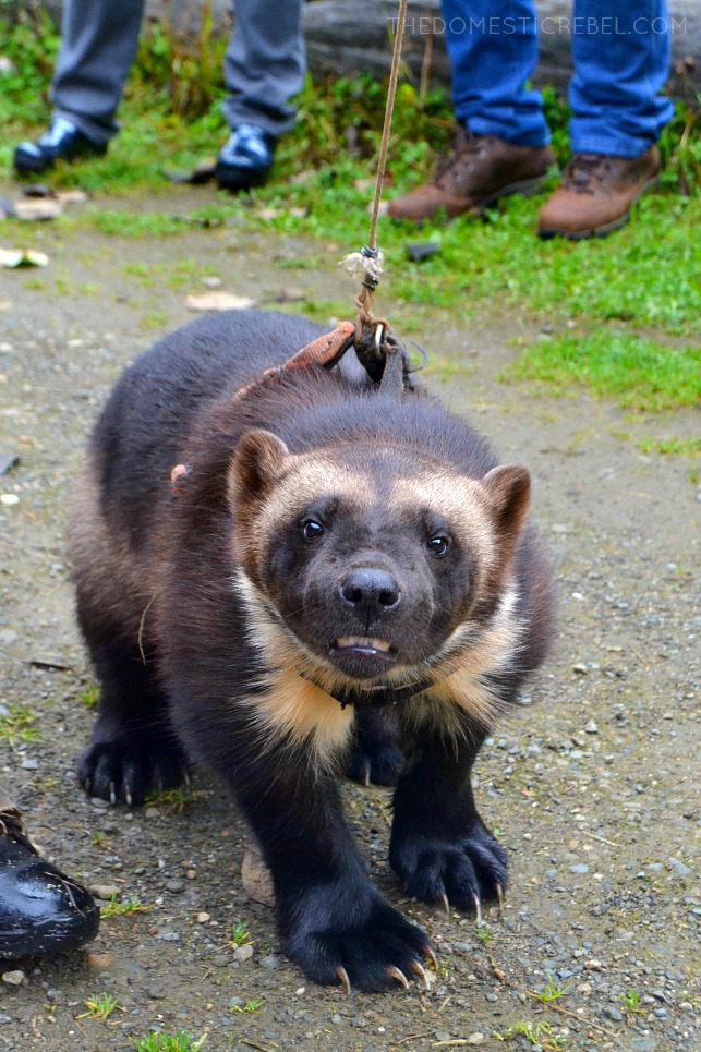 wolverine on a leash