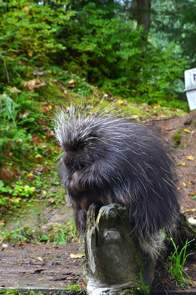 porcupine on a branch 