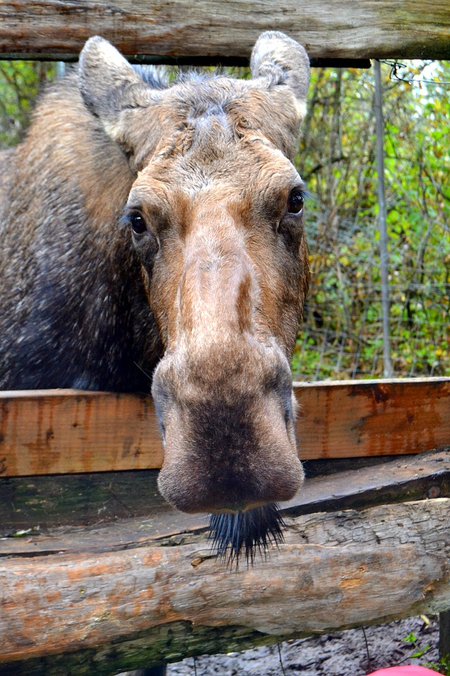 moose peeking over a fence