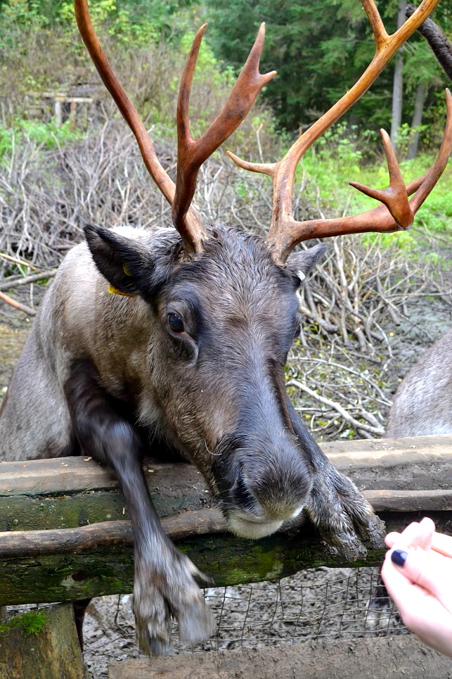 reindeer on a fence