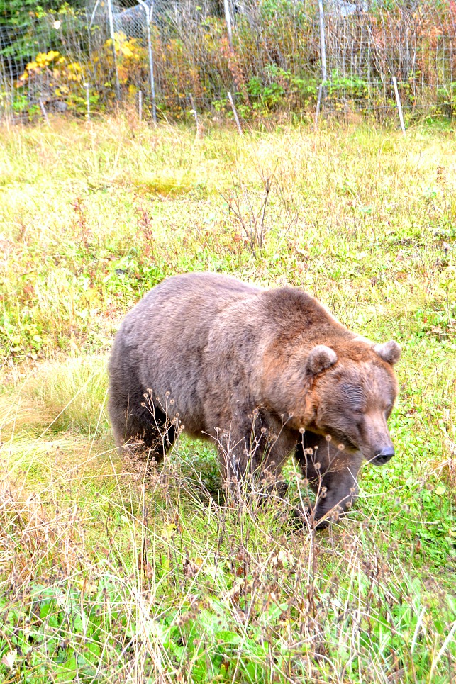 brown kodiak bear walking
