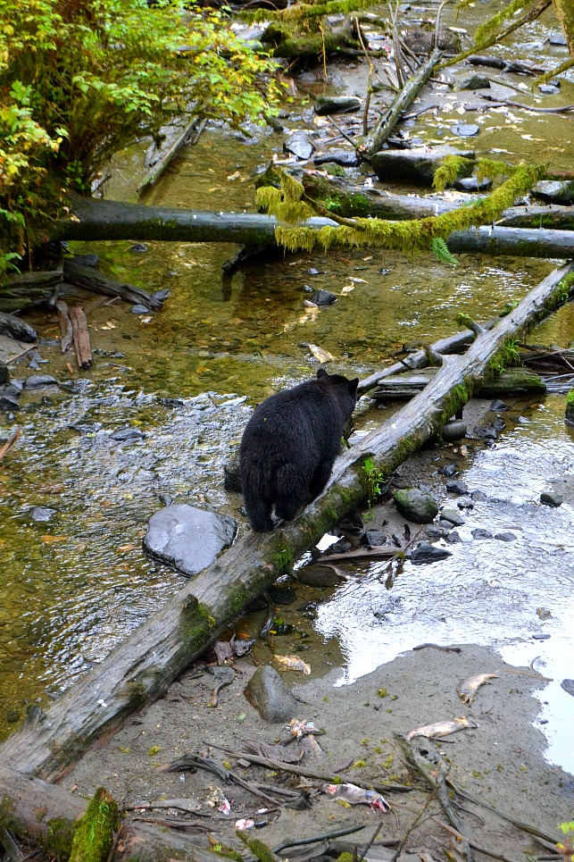 black bear walking on fallen tree