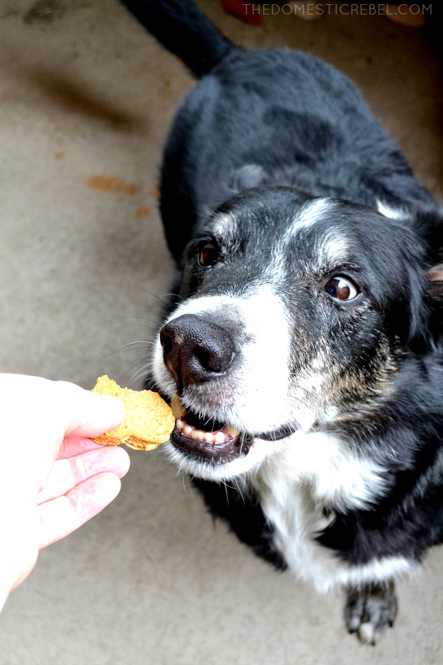 photo of a border collie eating a peanut butter dog cookie