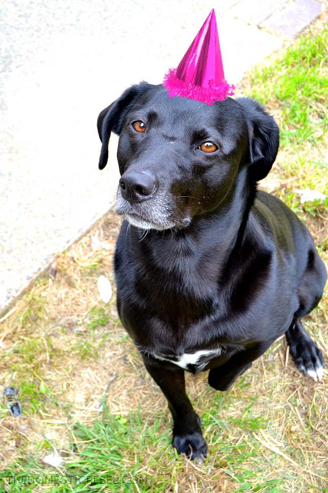 photo of a black dog wearing a party hat