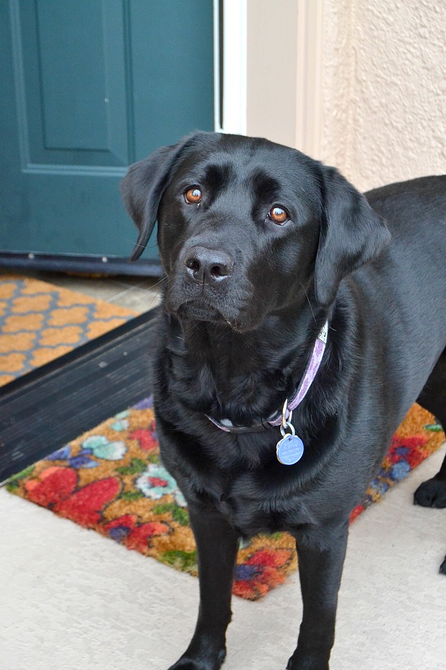 photo of a black dog wearing a collar 
