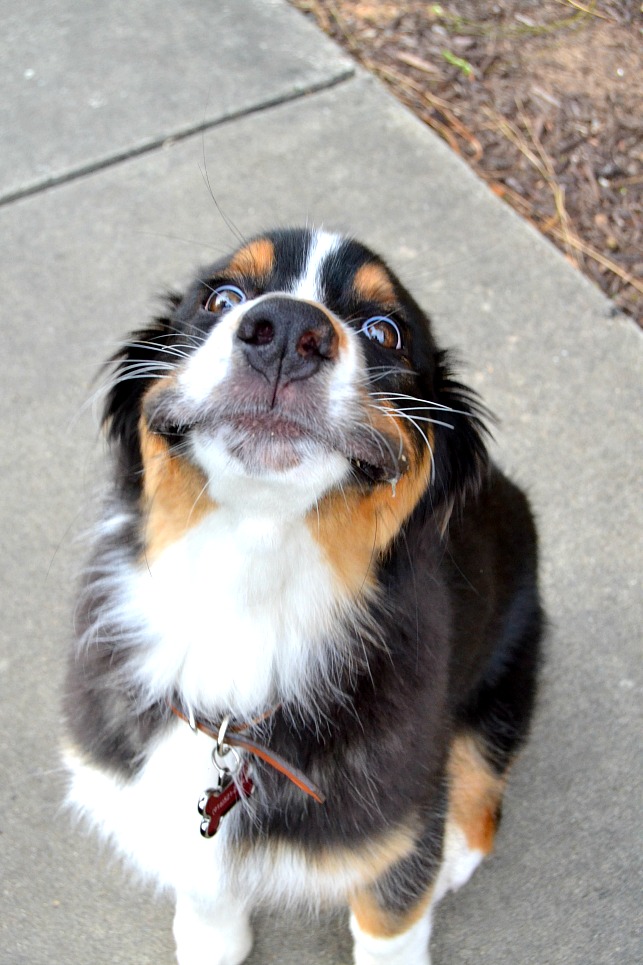 photo of australian shepherd dog making a funny face